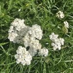 Schafgarbe Tropfen – Bild 2