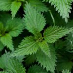 26.04.2026 Brennnessel - Königin der Wildkräuter – Bild 2