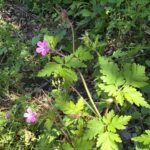 20.06.2026 Wildkräuter-Rundgang – Bild 3