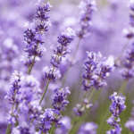 Lavendel Tropfen – Bild 2