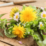 18.04.2026 Wildkräuter-Rundgang – Bild 5