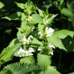 18.04.2026 Wildkräuter-Rundgang – Bild 4