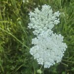 17.07.2026 Wildkräuter-Rundgang – Bild 3